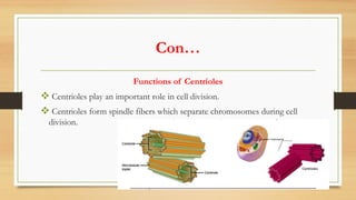 Con…
Functions of Centrioles
v Centrioles play an important role in cell division.
v Centrioles form spindle fibers which separate chromosomes during cell
division.
 