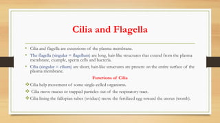 Cilia and Flagella
• Cilia and flagella are extensions of the plasma membrane.
• The flagella (singular = flagellum) are long, hair-like structures that extend from the plasma
membrane, example, sperm cells and bacteria.
• Cilia (singular = cilium) are short, hair-like structures are present on the entire surface of the
plasma membrane.
Functions of Cilia
vCilia help movement of some single-celled organisms.
v Cilia move mucus or trapped particles out of the respiratory tract.
vCilia lining the fallopian tubes (oviduct) move the fertilized egg toward the uterus (womb).
 