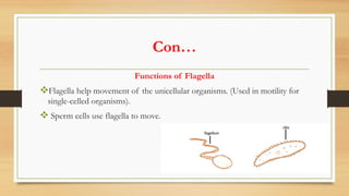 Con…
Functions of Flagella
vFlagella help movement of the unicellular organisms. (Used in motility for
single-celled organisms).
v Sperm cells use flagella to move.
 