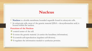 Nucleus
• Nucleus is a double-membrane bounded organelle found in eukaryotic cells.
• In eukaryotic cells, most of the genetic material (DNA – deoxyribonucleic acid) is
housed within the nucleus.
Functions of the Nucleus
v control center of the cell.
v It stores the genetic material. (it carries the hereditary information).
v It controls cell reproduction (regulates cell division).
v It regulates the information needed to synthesize proteins.
 