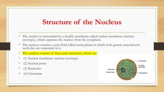 Structure of the Nucleus
• The nucleus is surrounded by a double membrane called nuclear membrane (nuclear
envelope), which separates the nucleus from the cytoplasm.
• The nucleus contains a semi-fluid called nucleoplasm in which both genetic material and
nucleolus are suspended in it.
• The nucleus consists of four main structures, which are:
• (1) Nuclear membrane (nuclear envelope)
• (2) Nuclear pores
• (3) Nucleolus
• (4) Chromatin
 