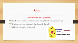 Con…
Functions of the Cytoplasm
vSite of most chemical reactions in the cell. (Site of cellular reactions)
v Gives support and maintains the shape of the cell.
vHolds the organelles of the cell.
 