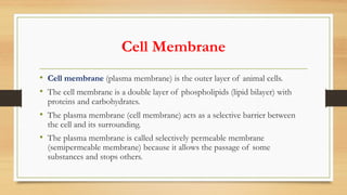 Cell Membrane
• Cell membrane (plasma membrane) is the outer layer of animal cells.
• The cell membrane is a double layer of phospholipids (lipid bilayer) with
proteins and carbohydrates.
• The plasma membrane (cell membrane) acts as a selective barrier between
the cell and its surrounding.
• The plasma membrane is called selectively permeable membrane
(semipermeable membrane) because it allows the passage of some
substances and stops others.
 