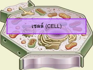เซลล์ (CELL)
 