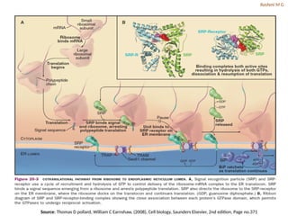 Pollarding Cell CELL ORGANELLES AND PROTEIN TARGETING.pptx