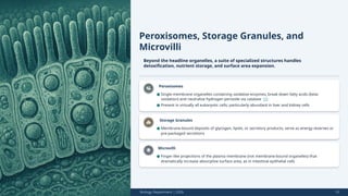 Peroxisomes, Storage Granules, and
Microvilli
Beyond the headline organelles, a suite of specialized structures handles
detoxification, nutrient storage, and surface area expansion.
Peroxisomes
Storage Granules
Microvilli
Biology Department | 2026 10
● Single-membrane organelles containing oxidative enzymes; break down fatty acids (beta-
oxidation) and neutralize hydrogen peroxide via catalase [1]
● Present in virtually all eukaryotic cells; particularly abundant in liver and kidney cells
● Membrane-bound deposits of glycogen, lipids, or secretory products; serve as energy reserves or
pre-packaged secretions
● Finger-like projections of the plasma membrane (not membrane-bound organelles) that
dramatically increase absorptive surface area, as in intestinal epithelial cells
 