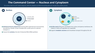 The Command Center — Nucleus and Cytoplasm
The nucleus holds the cell's master blueprint, while the cytoplasm provides the working space for virtually every cellular process.
Nucleus
Nucleolus
(rRNA)
Chromatin / DNA
Nuclear envelope
(+ nuclear pores)
Nucleolus
Cytoplasm
Nucleus
Nucleus
Mitochondria
Vesicle
Gel-like cytosol matrix
Biology Department | 2026 3 / 12
● Membrane-bound compartment housing DNA organized into chromosomes;
bounded by a double nuclear envelope with nuclear pores for selective
transport [1]
● Houses the nucleolus, the site of ribosomal RNA (rRNA) synthesis
● Gel-like matrix filling the cell between the nucleus and plasma membrane; the
medium in which all organelles are suspended
● Supports metabolic reactions and intracellular transport throughout the cell
 