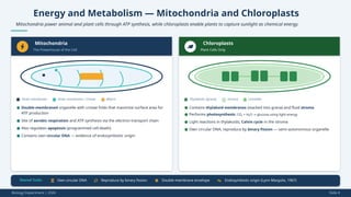 Energy and Metabolism — Mitochondria and Chloroplasts
Mitochondria power animal and plant cells through ATP synthesis, while chloroplasts enable plants to capture sunlight as chemical energy.
Mitochondria
The Powerhouse of the Cell
Outer membrane Inner membrane / cristae Matrix
Chloroplasts
Plant Cells Only
Thylakoids (grana) Stroma Lamellae
Shared Traits Own circular DNA Reproduce by binary fission Double-membrane envelope Endosymbiotic origin (Lynn Margulis, 1967)
Biology Department | 2026 Slide 4
● Double-membraned organelle with cristae folds that maximize surface area for
ATP production
● Site of aerobic respiration and ATP synthesis via the electron transport chain
● Also regulates apoptosis (programmed cell death)
● Contains own circular DNA — evidence of endosymbiotic origin
● Contains thylakoid membranes (stacked into grana) and fluid stroma
● Performs photosynthesis: CO₂ + H₂O glucose using light energy
→
● Light reactions in thylakoids; Calvin cycle in the stroma
● Own circular DNA; reproduce by binary fission — semi-autonomous organelle
 