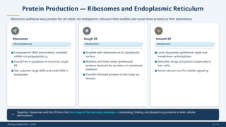 Protein Production — Ribosomes and Endoplasmic Reticulum
Ribosomes synthesize every protein the cell needs; the endoplasmic reticulum then modifies and routes those proteins to their destinations.
Ribosomes
Non-membranous
Rough ER
Membranous
Smooth ER
Membranous
Together, ribosomes and the ER form the first stage of the secretory pathway — translating, folding, and dispatching proteins to their cellular
destinations.
Biology Department | 2026 5 / 12
● Composed of rRNA and proteins; translate
mRNA into polypeptides [4]
● Found free in cytoplasm or bound to rough
ER
● Two subunits: large (60S) and small (40S) in
eukaryotes
● Studded with ribosomes on its cytoplasmic
surface
● Modifies and folds newly synthesized
proteins destined for secretion or membrane
insertion
● Transfers finished proteins to the Golgi via
vesicles
● Lacks ribosomes; synthesizes lipids and
metabolizes carbohydrates
● Detoxifies drugs and poisons (especially in
liver cells)
● Stores calcium ions for cellular signaling
 