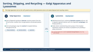 Sorting, Shipping, and Recycling — Golgi Apparatus and
Lysosomes
The Golgi apparatus acts as the cell's postal service, while lysosomes serve as its waste-disposal and recycling centers.
Golgi Apparatus Postal Service
Plasma membrane Secretory vesicles Lysosomes
Cargo
delivery
Lysosomes Recycling Center
Lysosome dysfunction underlies lysosomal storage diseases such as Tay-
Sachs disease
Secretory pathway: Ribosome Rough ER Golgi cisternae (cis to trans) vesicle budding final destination
→ → → →
● Stack of flattened membrane cisternae; receives proteins from the
ER and further modifies them via glycosylation and phosphorylation
[4]
● Sorts and packages cargo into vesicles for targeted delivery
throughout the cell
● Membrane-bound sacs containing hydrolytic enzymes active at ~pH
5; degrade ingested material, worn-out organelles (autophagy), and
foreign particles [1]
● Acidic interior maintained by proton pumps in the tonoplast
membrane; enzymes are inactive at cytoplasmic pH, providing a
safety mechanism
 