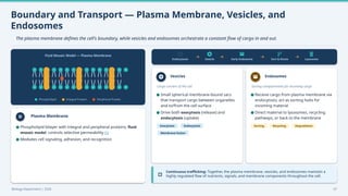 Boundary and Transport — Plasma Membrane, Vesicles, and
Endosomes
The plasma membrane defines the cell's boundary, while vesicles and endosomes orchestrate a constant flow of cargo in and out.
Fluid Mosaic Model — Plasma Membrane
Phospholipid Integral Protein Peripheral Protein
Plasma Membrane
Endocytosis Vesicle Early Endosome Sort & Route Lysosome
Vesicles
Cargo carriers of the cell
Exocytosis Endocytosis
Membrane fusion
Endosomes
Sorting compartments for incoming cargo
Sorting Recycling Degradation
Continuous trafficking: Together, the plasma membrane, vesicles, and endosomes maintain a
highly regulated flow of nutrients, signals, and membrane components throughout the cell.
Biology Department | 2026 07
● Phospholipid bilayer with integral and peripheral proteins; fluid
mosaic model; controls selective permeability [1]
● Mediates cell signaling, adhesion, and recognition
● Small spherical membrane-bound sacs
that transport cargo between organelles
and to/from the cell surface
● Drive both exocytosis (release) and
endocytosis (uptake)
● Receive cargo from plasma membrane via
endocytosis; act as sorting hubs for
incoming material
● Direct material to lysosomes, recycling
pathways, or back to the membrane
 