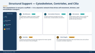 Structural Support — Cytoskeleton, Centrioles, and Cilia
The cytoskeleton is not just a scaffold — it is a dynamic network that drives cell movement, division, and
intracellular transport.
Filament Size
Actin
~7 nm
Intermediate
~10 nm
Microtubule
~25 nm
Centriole
triplet MTs
Microfilaments ~7 nm
Actin filaments; support cell shape, enable
motility, and anchor membrane proteins.
[4]
Intermediate Filaments ~10 nm
Provide mechanical strength and resist
tensile stress. Include keratins and lamins.
Microtubules ~25 nm
Hollow tubulin tubes; serve as tracks for
kinesin and dynein; form the mitotic
spindle during cell division.
Centrioles Paired
Cylindrical microtubule structures that organize the mitotic spindle
and form the base of cilia and flagella.
Cilia & Flagella Projections
Microtubule-based projections that move fluids across cell surfaces
or propel unicellular organisms.
Biology Department | 2026 8 / 12
 