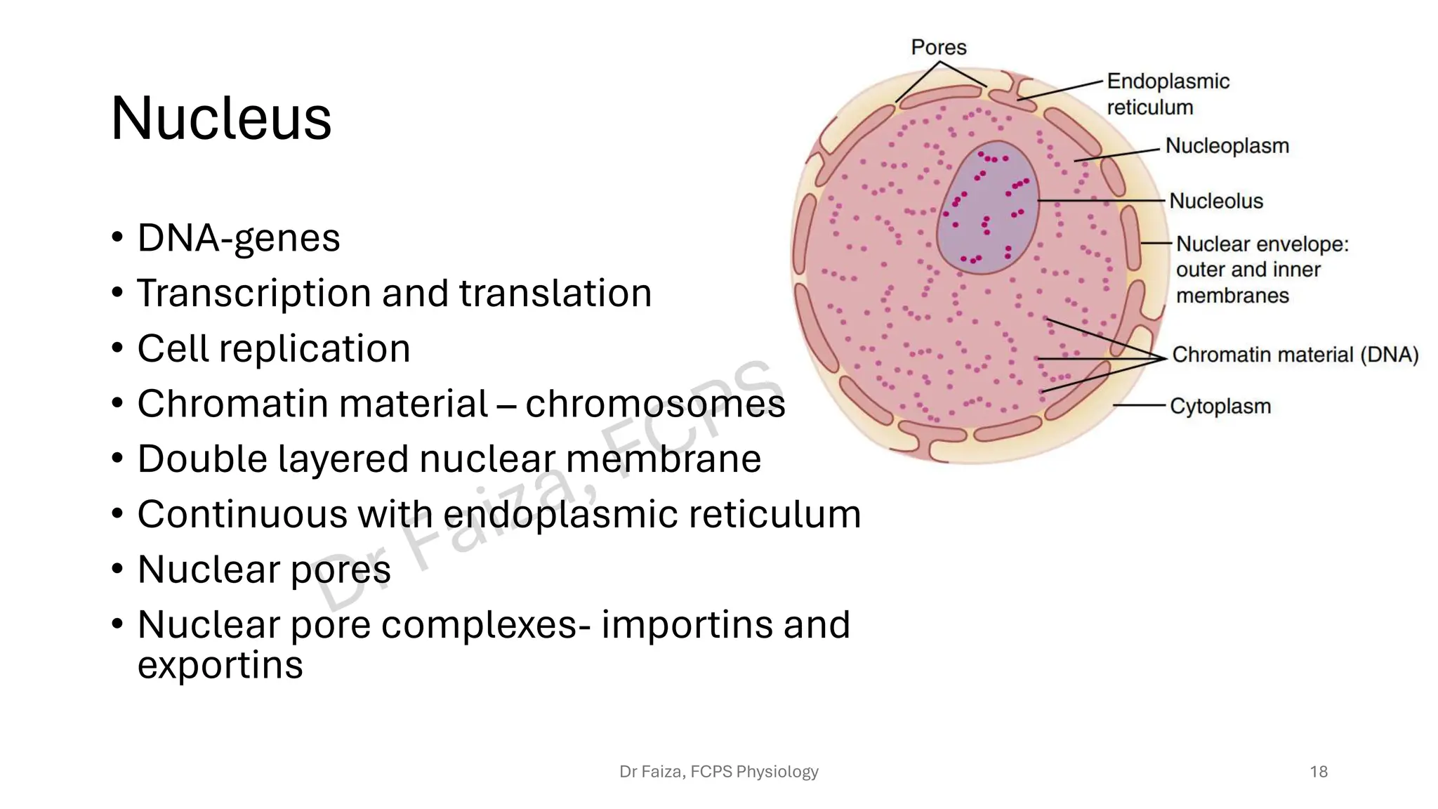 Cell Organelles Physiology Cell Anatomy Cell Biology Dr Faiza Pdf