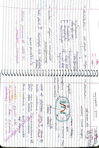 T4A0000ohlaoplact
<br>
Rncable
<br>
Riciue
<br>
Sni
p
£aeable
<br>
10
<br>
fPetmealkte)
<br>
hejr
pat
<br>
Daukle
1embraae
<br>
Algae
<br>
Chleoplact
<br>
Avgtospon
<br>
outermenbruk
<br>
G7annrana
<br>
Ribosome
(708
<br>
halleplaytr
<br>
ptogamna
<br>
phehahoanaUL
<br>
>Oisdaikticn
<br>
AlL
plats
aAgae
<br>
Sa3jeb|K
tort
shapej
<br>
>atue
<br>
Page
<br>
Date
<br>
FREEMIND
<br>
hany
thylat
orc
<br>
Page
56
<br>
mithñalsa
<br>
 