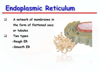 

A network of membranes in

the form of flattened sacs
or tubules


Two types

-Rough ER
-Smooth ER

 
