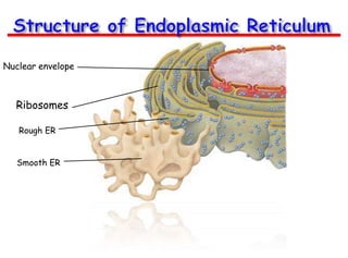 Nuclear envelope

Ribosomes
Rough ER
Smooth ER

 