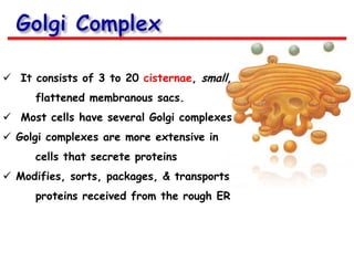  It consists of 3 to 20 cisternae, small,
flattened membranous sacs.
 Most cells have several Golgi complexes
 Golgi complexes are more extensive in
cells that secrete proteins
 Modifies, sorts, packages, & transports

proteins received from the rough ER

 