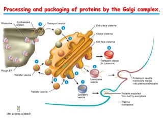 Processing and packaging of proteins by the Golgi complex.

 