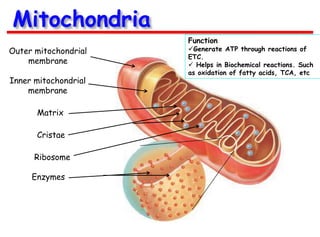 Mitochondria
Outer mitochondrial
membrane
Inner mitochondrial
membrane
Matrix
Cristae
Ribosome

Enzymes

Function

Generate ATP through reactions of
ETC.
 Helps in Biochemical reactions. Such
as oxidation of fatty acids, TCA, etc

 