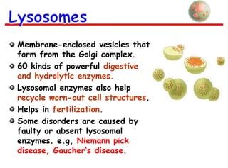 Membrane-enclosed vesicles that
form from the Golgi complex.
60 kinds of powerful digestive
and hydrolytic enzymes.
Lysosomal enzymes also help
recycle worn-out cell structures.
Helps in fertilization.
Some disorders are caused by
faulty or absent lysosomal
enzymes. e.g, Niemann pick
disease, Gaucher’s disease.

 