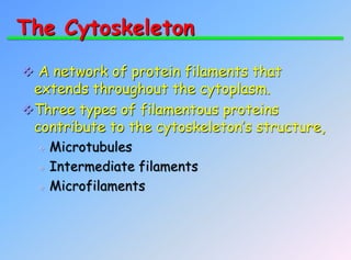 The Cytoskeleton
 A network of protein filaments that
extends throughout the cytoplasm.
Three types of filamentous proteins
contribute to the cytoskeleton’s structure,




Microtubules
Intermediate filaments
Microfilaments

 