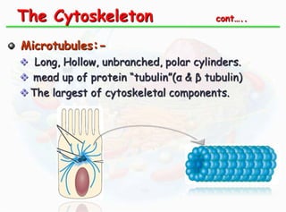 The Cytoskeleton

cont…..

Microtubules: Long, Hollow, unbranched, polar cylinders.
 mead up of protein “tubulin”(α & β tubulin)
 The largest of cytoskeletal components.

 