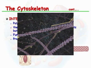 The Cytoskeleton

cont…..

INTERMEDIATE FILAMENTS :





Polymers of long rod like proteins.
these filaments are thicker than microfilaments
but thinner than microtubules.
Functions :Provide mechanical support to the cell.

 