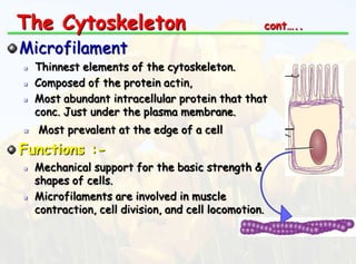 The Cytoskeleton

cont…..

Microfilament







Thinnest elements of the cytoskeleton.
Composed of the protein actin,
Most abundant intracellular protein that that
conc. Just under the plasma membrane.
Most prevalent at the edge of a cell

Functions :



Mechanical support for the basic strength &
shapes of cells.
Microfilaments are involved in muscle
contraction, cell division, and cell locomotion.

 