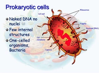 Prokaryotic cells
Naked DNA no
nuclei
Few internal
structures
One-celled
organisms,
Bacteria

 