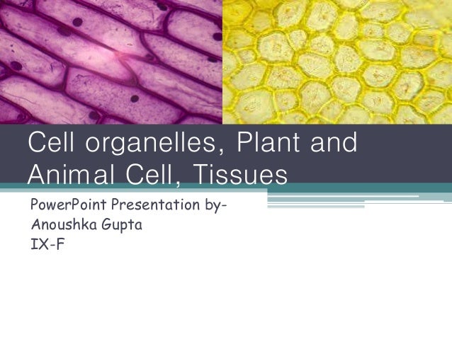 Cell organelles, plant and animal cell,