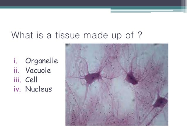 Cell organelles; plant and animal cell;