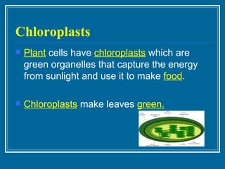 Chloroplasts Plant  cells have  chloroplasts  which are green organelles that capture the energy from sunlight and use it to make  food . Chloroplasts  make leaves  green. 