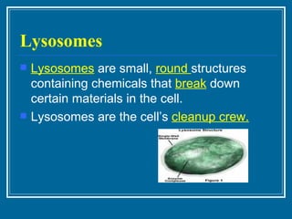 Lysosomes Lysosomes  are small,  round  structures containing chemicals that  break  down certain materials in the cell.  Lysosomes are the cell’s  cleanup crew. 