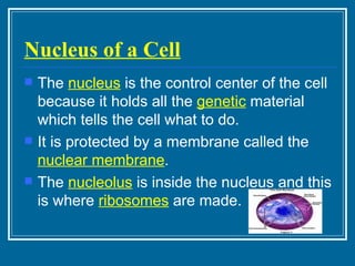 Nucleus of a Cell The  nucleus  is the control center of the cell because it holds all the  genetic  material which tells the cell what to do. It is protected by a membrane called the  nuclear membrane . The  nucleolus  is inside the nucleus and this is where  ribosomes  are made. 