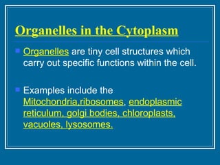 Organelles in the Cytoplasm Organelles  are tiny cell structures which carry out specific functions within the cell. Examples include the  Mitochondria,ribosomes ,  endoplasmic reticulum, golgi bodies, chloroplasts, vacuoles, lysosomes. 