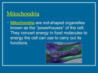 Mitochondria Mitochondria  are rod-shaped organelles known as the “powerhouses” of the cell. They convert energy in food molecules to energy the cell can use to carry out its functions. 