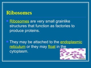 Ribosomes Ribosomes  are very small grainlike structures that function as factories to produce proteins. They may be attached to the  endoplasmic reticulum  or they may  float  in the cytoplasm. 
