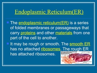 Endoplasmic Reticulum(ER) The  endoplasmic reticulum(ER)  is a series of folded membranes or passageways that carry  proteins  and other  materials  from one part of the cell to another.  It may be rough or smooth. The  smooth ER  has no attached  ribosomes . The rough ER has attached ribosomes. 