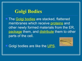 Golgi Bodies The  Golgi bodies  are stacked, flattened membranes which receive  proteins  and other newly formed materials from the ER,  package  them, and  distribute  them to other parts of the cell.  Golgi bodies are like the  UPS . 