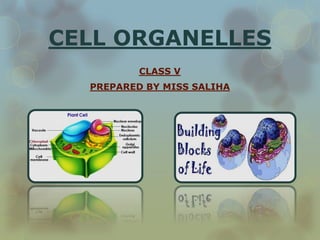 CELL ORGANELLES
CLASS V
PREPARED BY MISS SALIHA
 