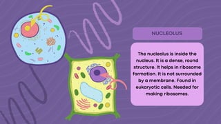 Cell Organelles & Structures Lesson Presentation in Blue and Pink Hand ...