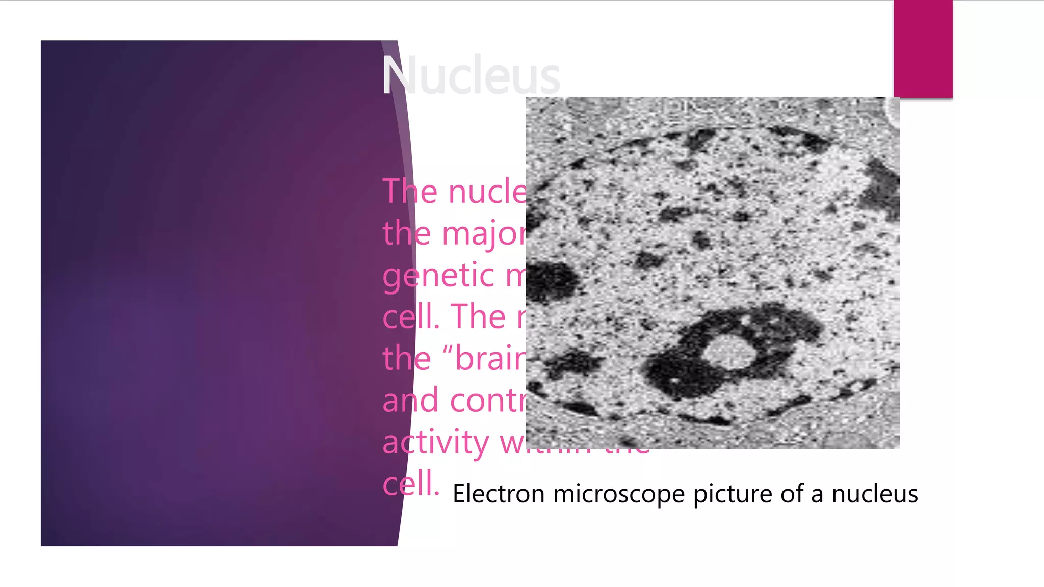 CELL ORGANELLES AND THEIR FUNCTIONS SLIDESHARE visual data 2