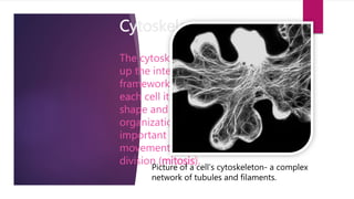 Cytoskeleton
The cytoskeleton makes
up the internal
framework that gives
each cell its distinctive
shape and high level of
organization. It is
important for cell
movement and cell
division (mitosis).
Picture of a cell’s cytoskeleton- a complex
network of tubules and filaments.
 