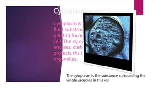 Cytoplasm
Cytoplasm is a semi-
fluid substance (think
gelatin) found inside the
cell. The cytoplasm
encases, cushions and
protects the internal
organelles.
The cytoplasm is the substance surrounding the
visible vacuoles in this cell
 