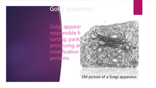 Golgi apparatus
Golgi apparatus is
responsible for
sorting, packaging,
processing and
modification of
proteins.
EM picture of a Golgi apparatus
 