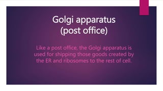 Golgi apparatus
(post office)
Like a post office, the Golgi apparatus is
used for shipping those goods created by
the ER and ribosomes to the rest of cell.
 