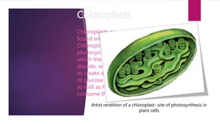 Chloroplasts
Chloroplasts are organelles
found only in plant cells.
Chloroplasts are the site of
photosynthesis a process in
which the plant uses carbon
dioxide, water and sunlight
to create energy in the form
of glucose for the plant cell
as well as heterotrophs that
consume the plant.
Artist rendition of a chloroplast- site of photosynthesis in
plant cells
 