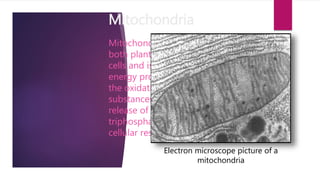 Mitochondria
Mitochondria are found in
both plant and animal
cells and is the site of
energy production from
the oxidation of glucose
substances and the
release of (ATP) adenosine
triphosphate through
cellular respiration.
Electron microscope picture of a
mitochondria
 