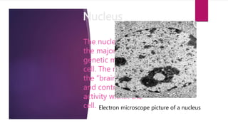 Nucleus
The nucleus houses
the majority of
genetic material of a
cell. The nucleus is
the “brain” of the cell
and controls all
activity within the
cell. Electron microscope picture of a nucleus
 