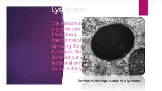 Lysosomes
The lysosomes are
digestive sacs that can
break down
macromolecules in the
cell using the process of
hydrolysis. The digestion
is carried out with
lysosomal enzymes
found in the lysosome.
Electron microscope picture of a lysosome.
 